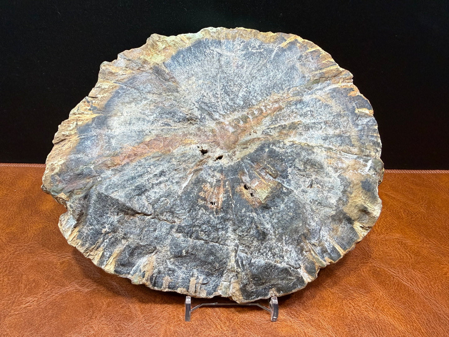 Woodworthia Petrified Wood