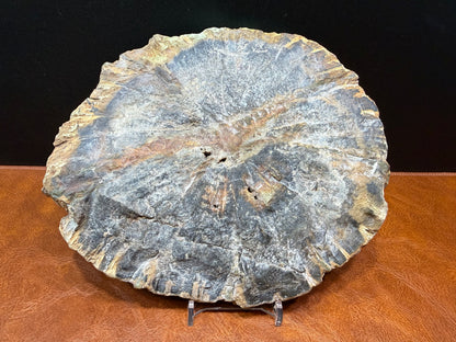 Woodworthia Petrified Wood