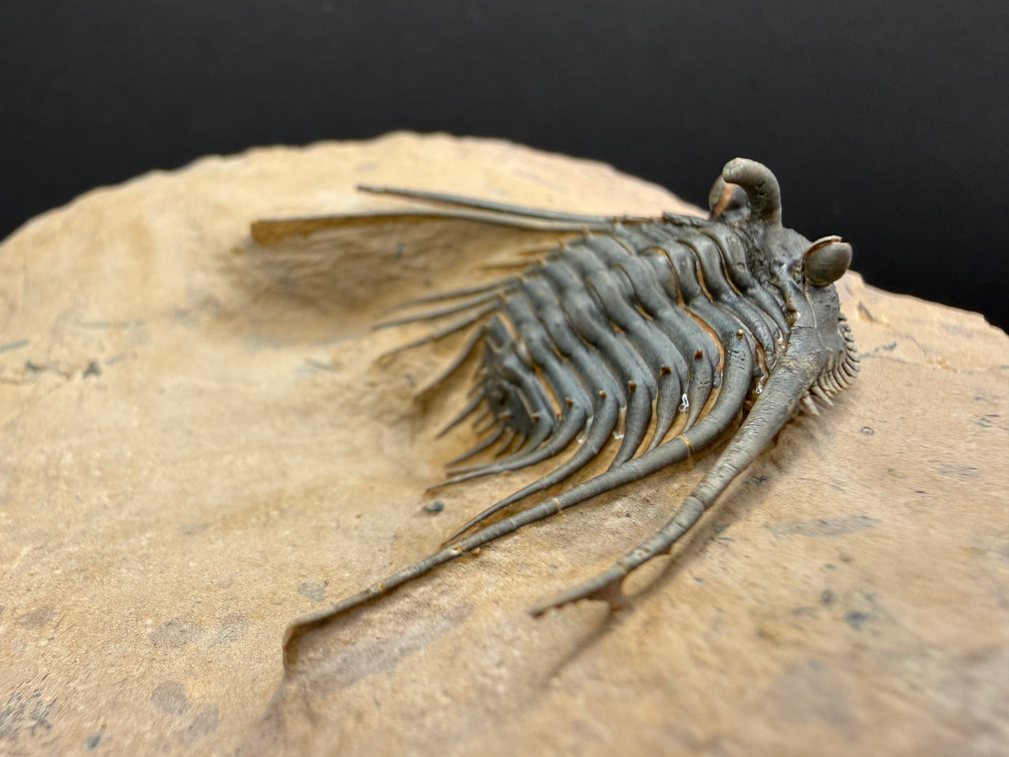 Kettneraspis Trilobite