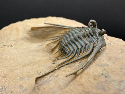 Kettneraspis Trilobite