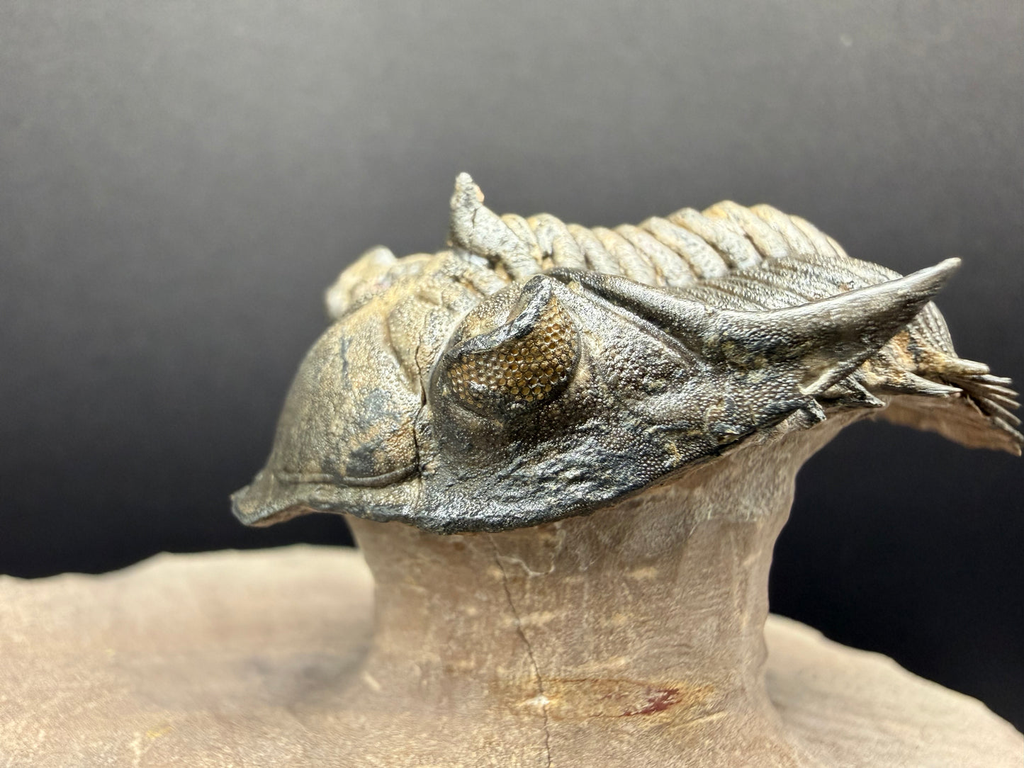 Metacanthina Trilobite