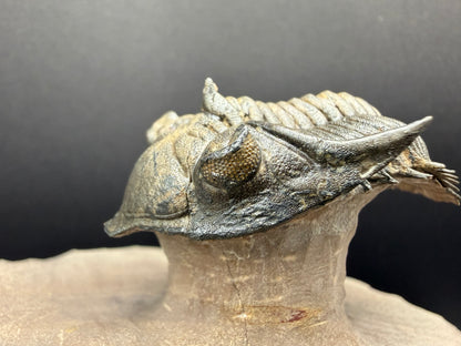 Metacanthina Trilobite