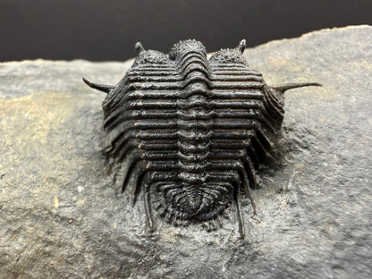 Cyphaspides Trilobite