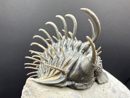 Comura Trilobite