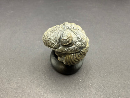 Enrolled Moroccops Trilobite