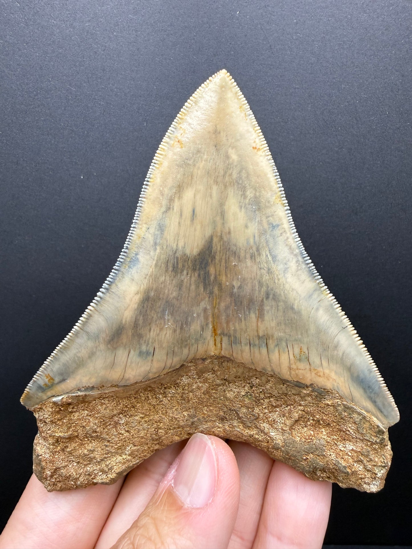 Megalodon Tooth