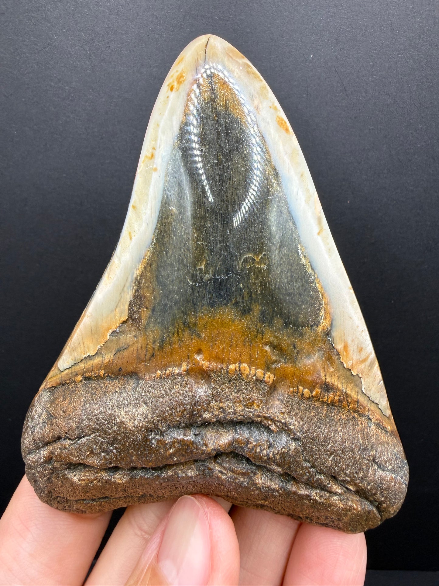 Megalodon Tooth