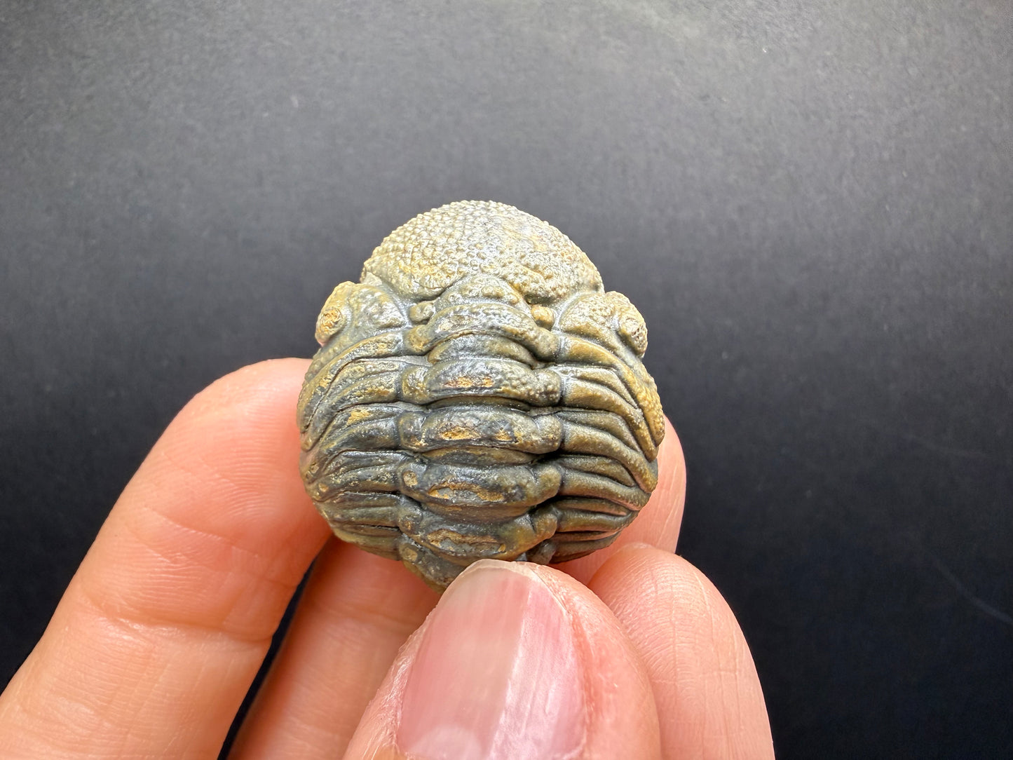 Enrolled Moroccops Trilobite