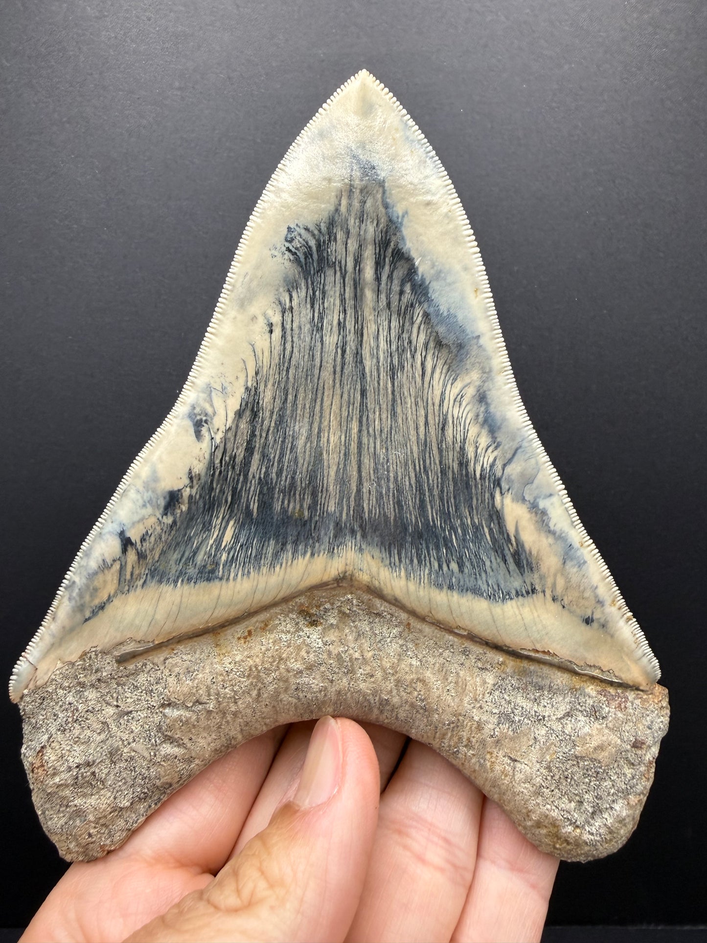 Megalodon Tooth