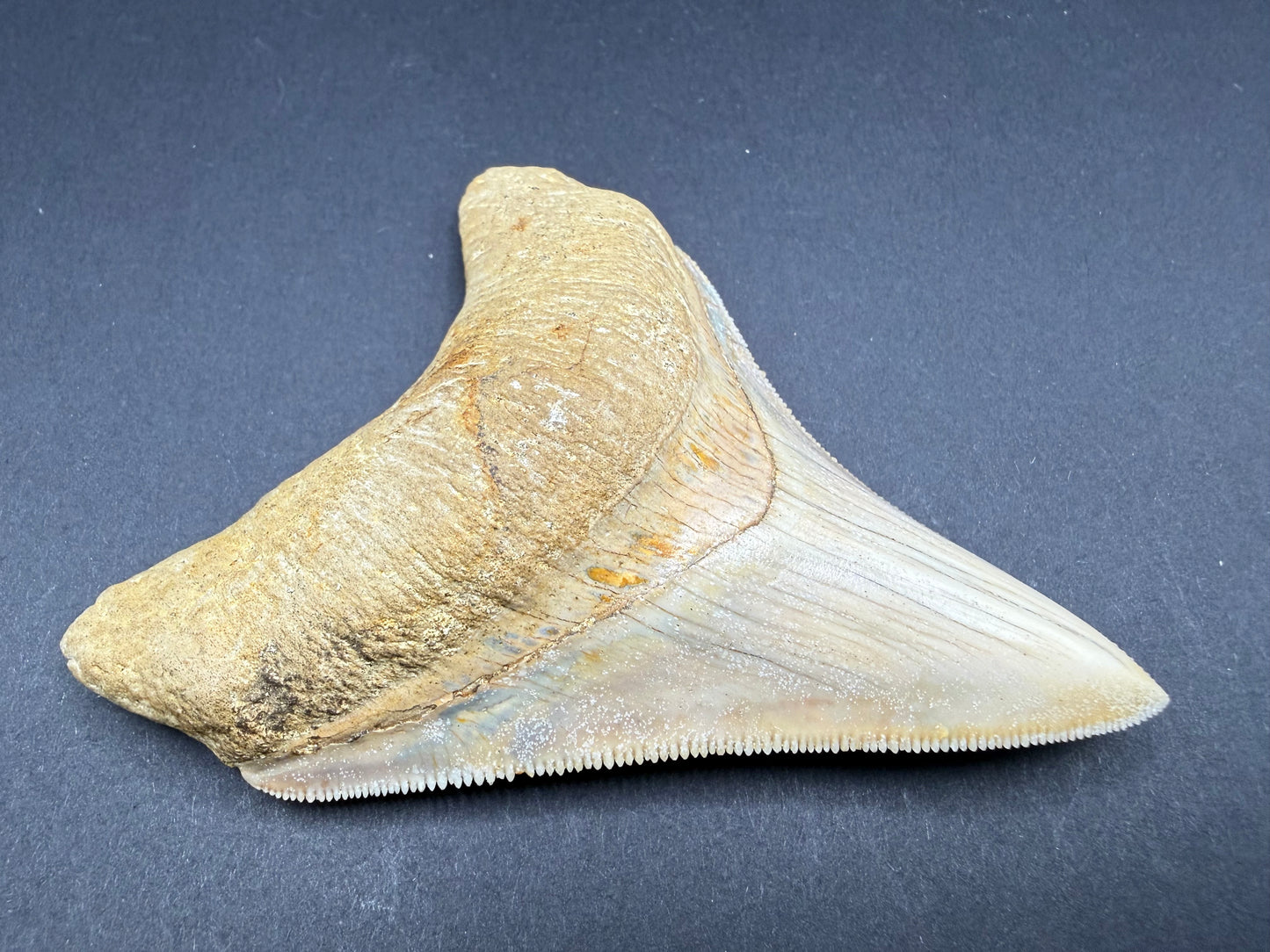 Megalodon Tooth