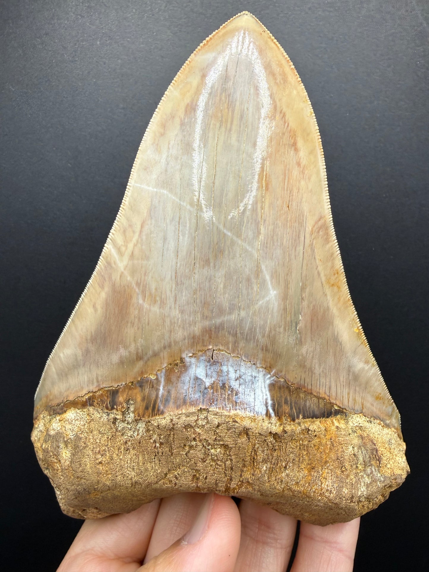 Megalodon Tooth