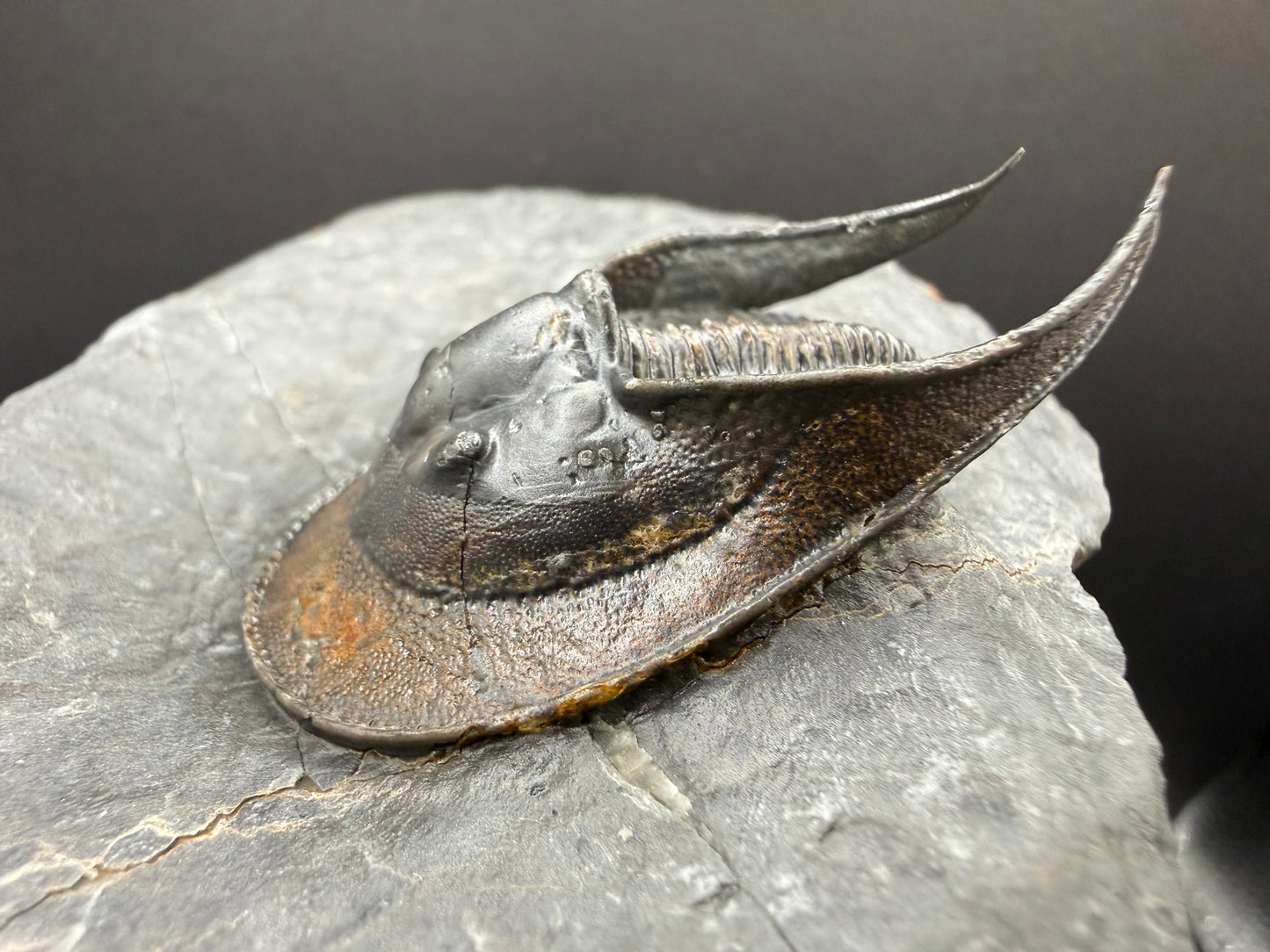 Harpes Trilobite
