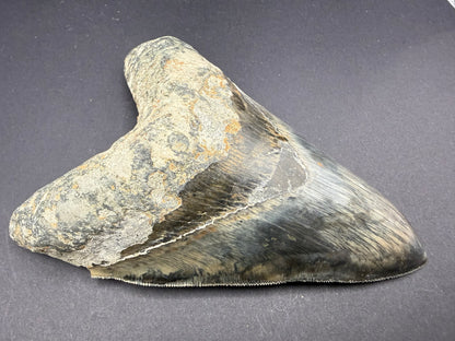 Megalodon Tooth