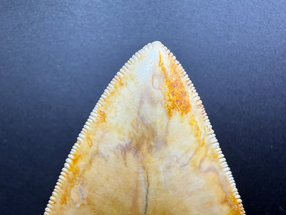 Megalodon Tooth