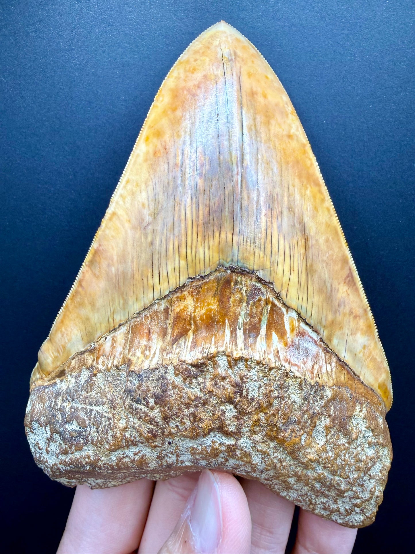 Megalodon Tooth