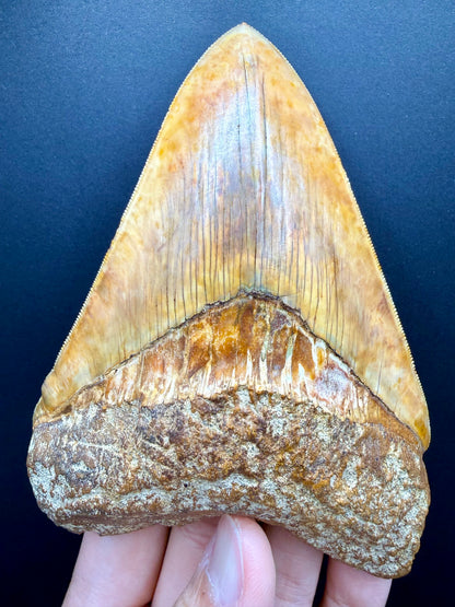 Megalodon Tooth