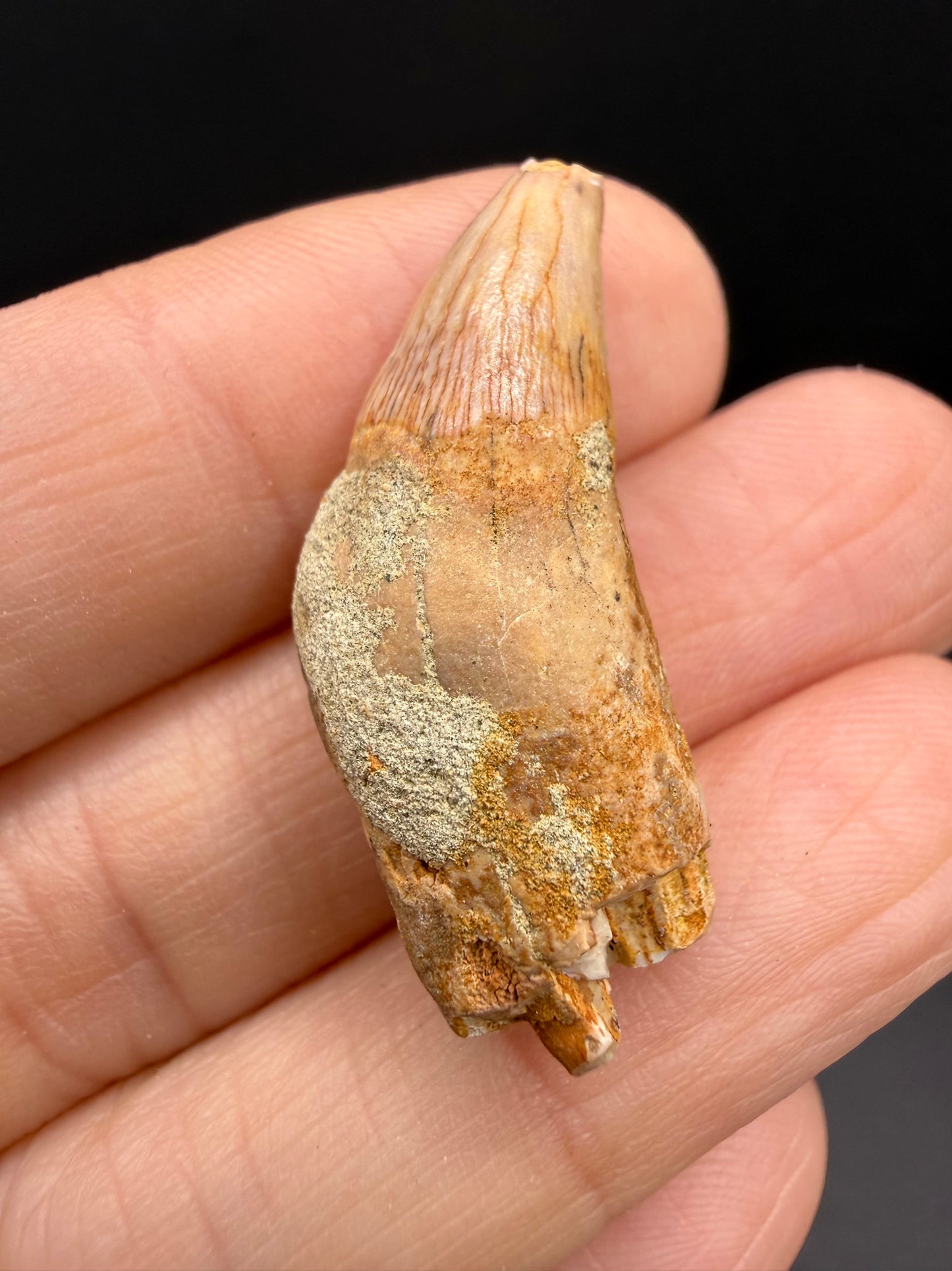 Dolphin Tooth