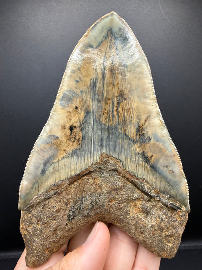 Megalodon Tooth