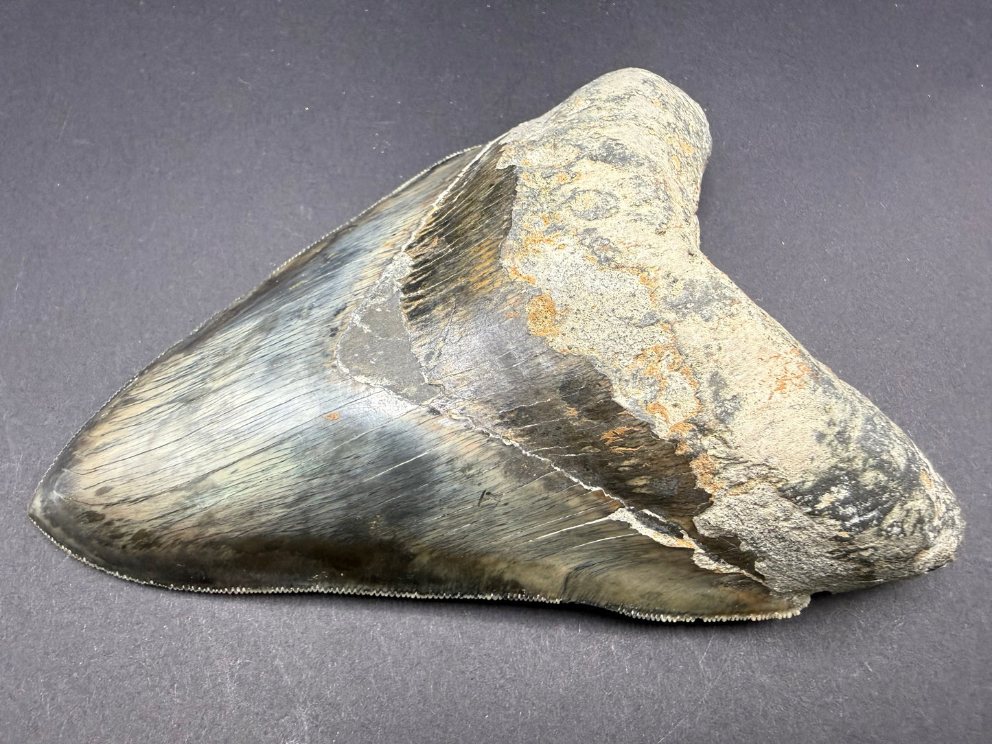 Megalodon Tooth