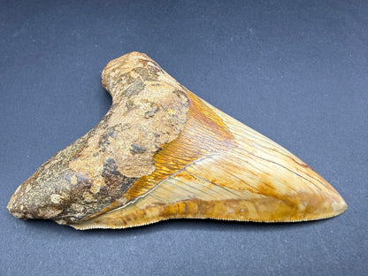 Megalodon Tooth