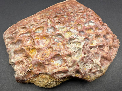 Crocodile Osteoderm