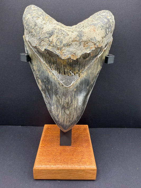 Megalodon Tooth