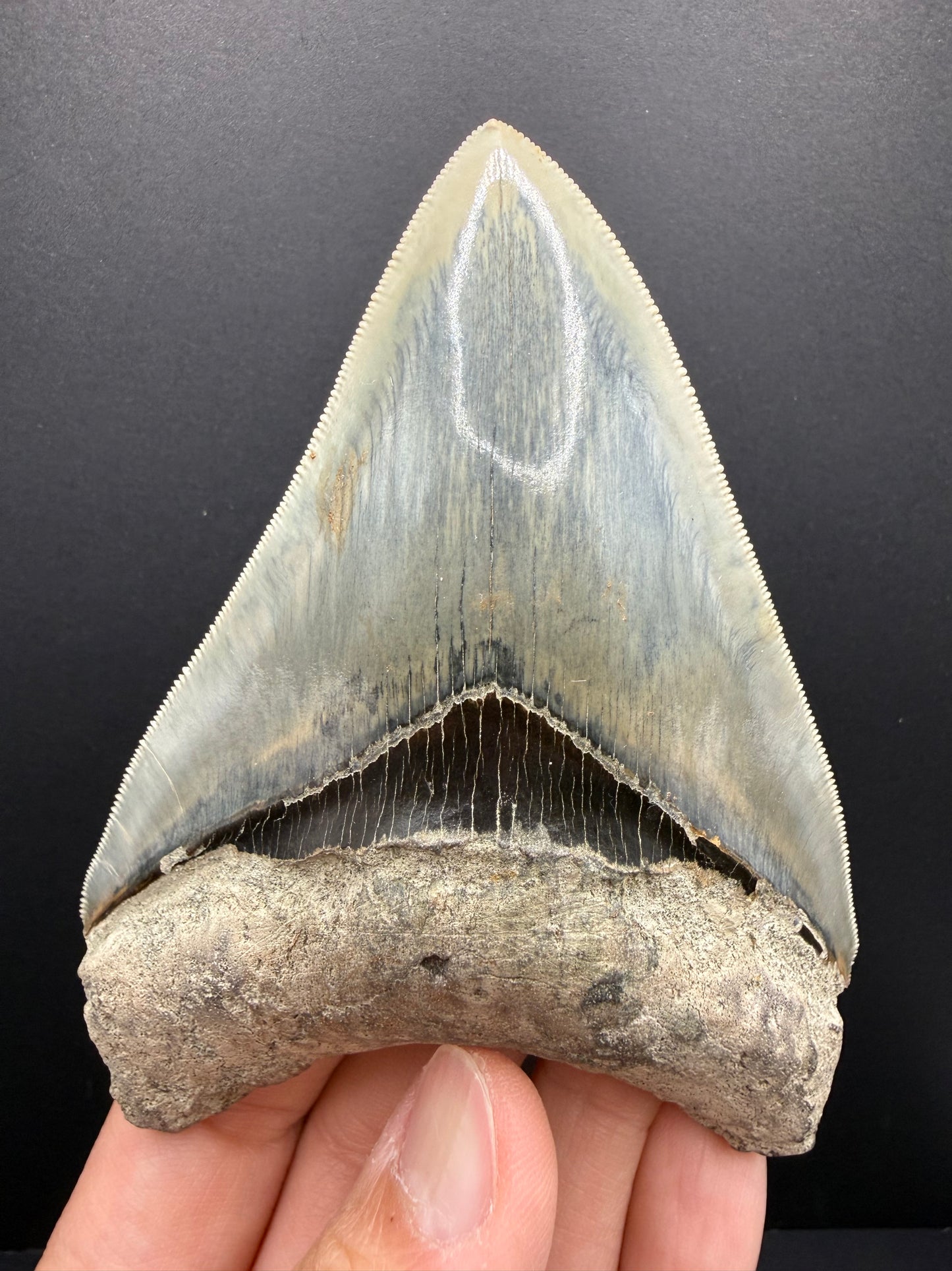 Megalodon Tooth