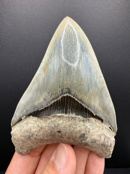 Megalodon Tooth