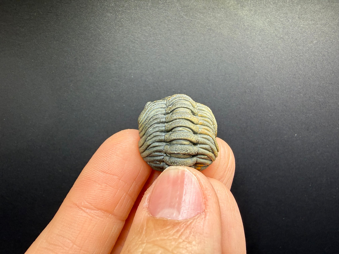 Enrolled Moroccops Trilobite