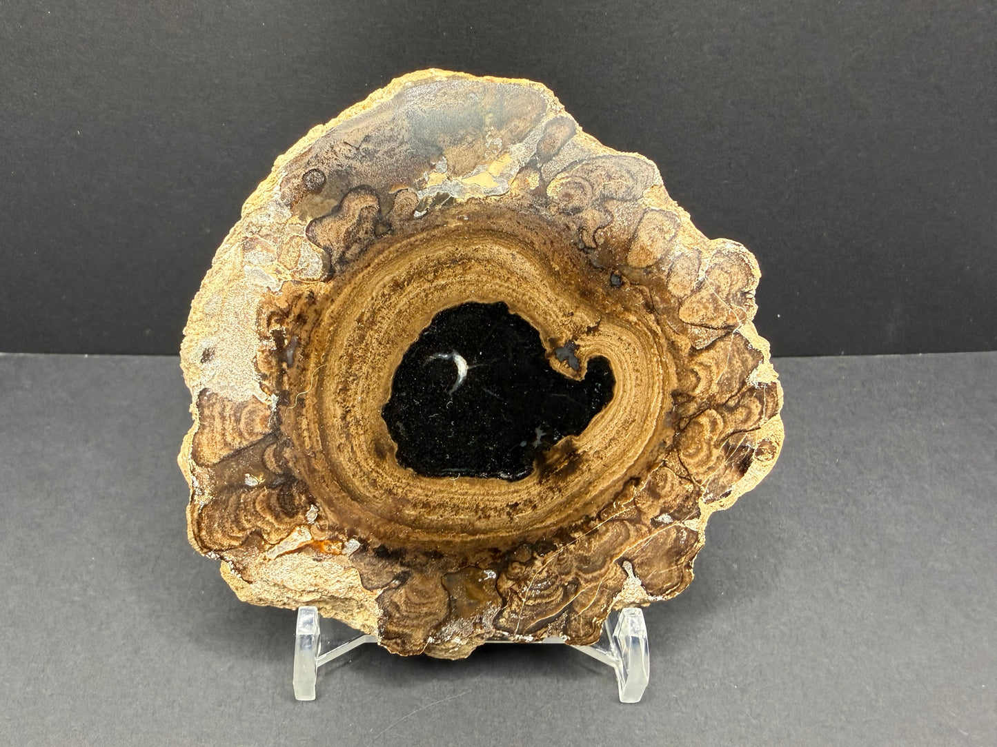 Stromatolite Petrified Wood