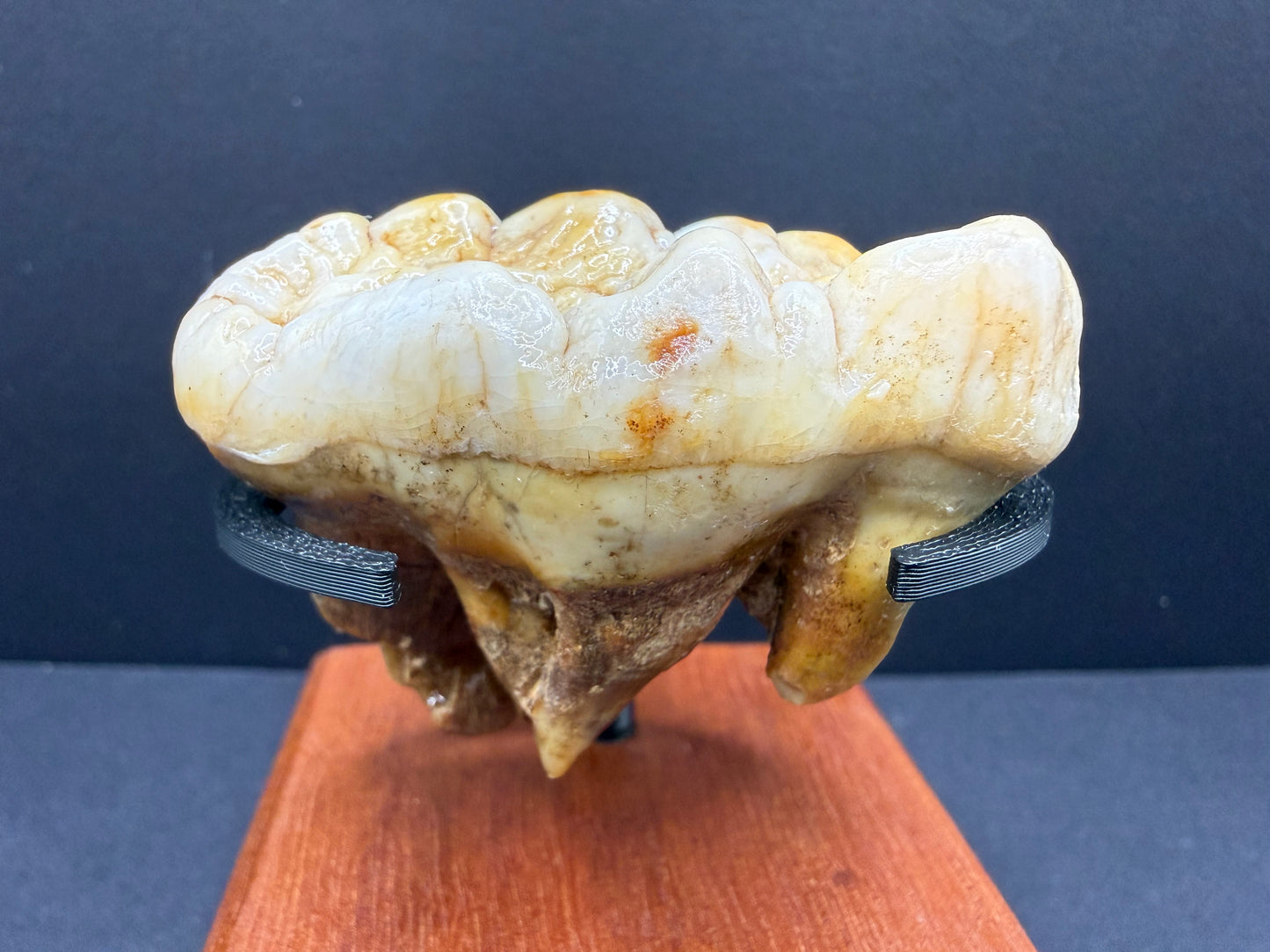 Cave Bear Tooth