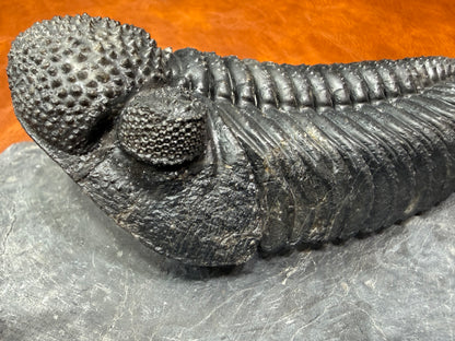 Drotops Trilobite