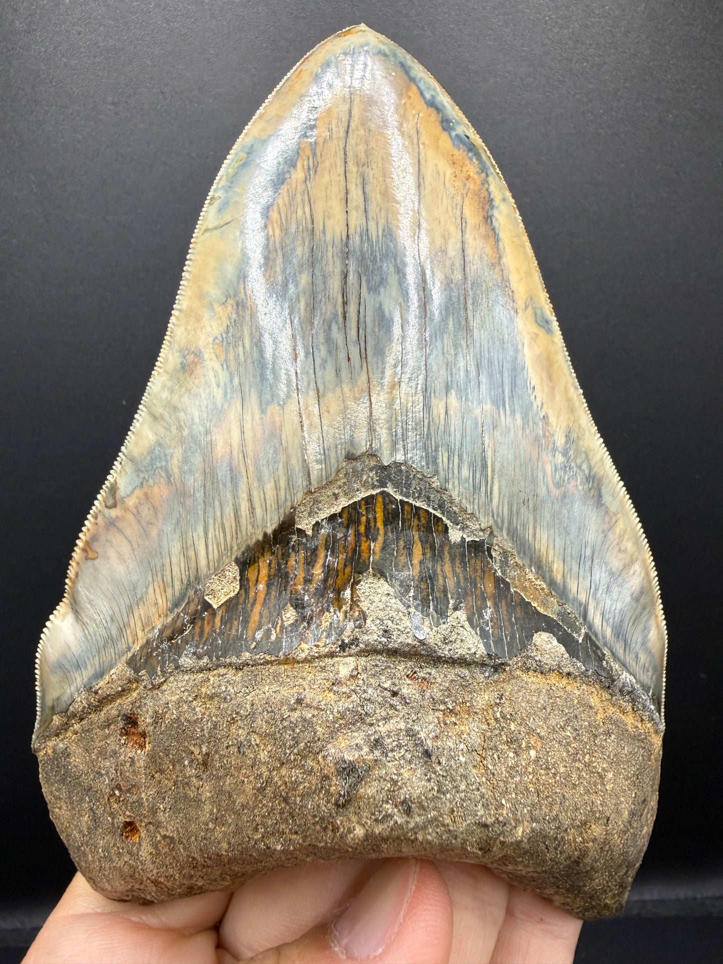 Megalodon Tooth