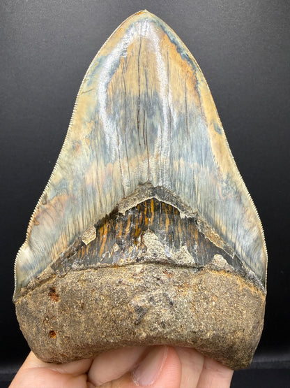 Megalodon Tooth