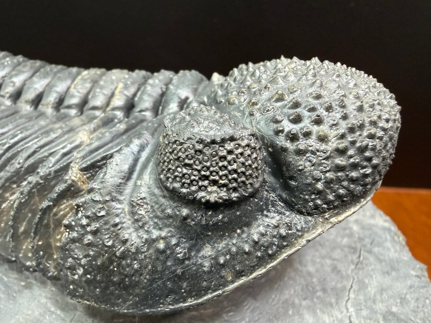 Drotops Trilobite