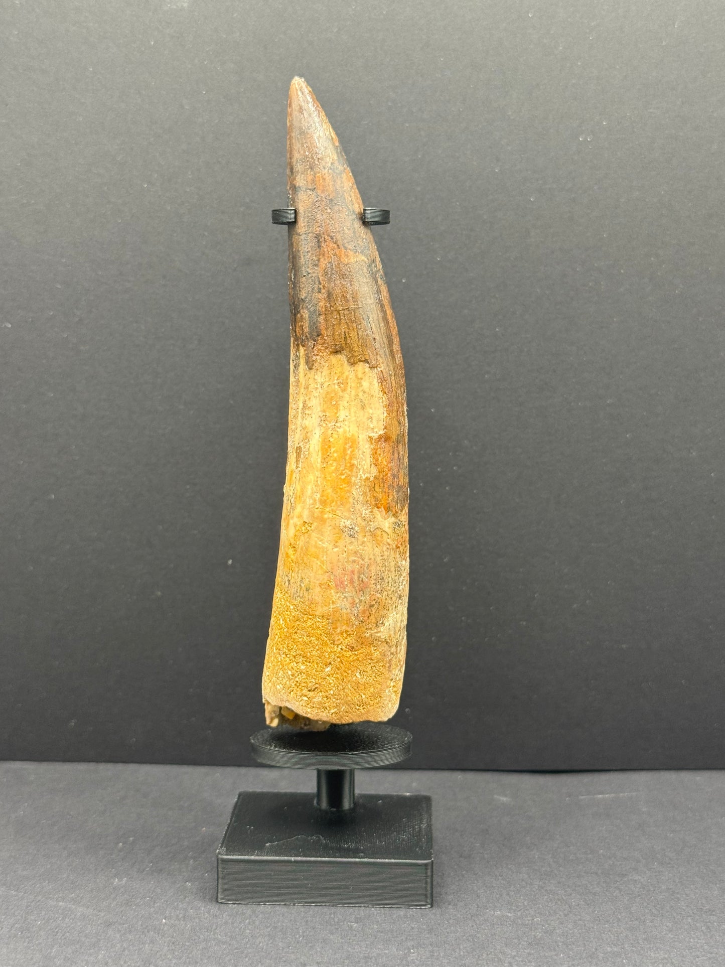 Spinosaurus Tooth