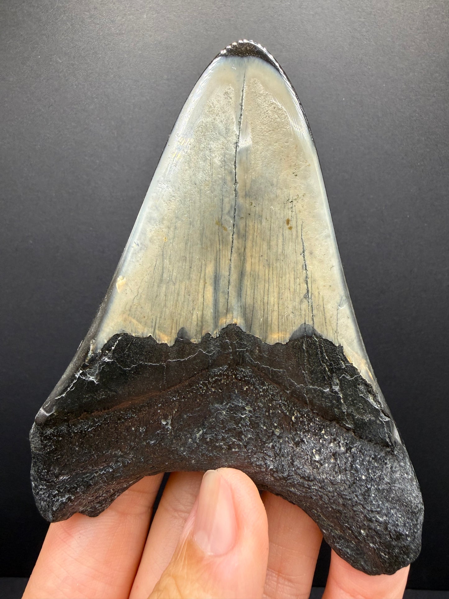 Megalodon Tooth