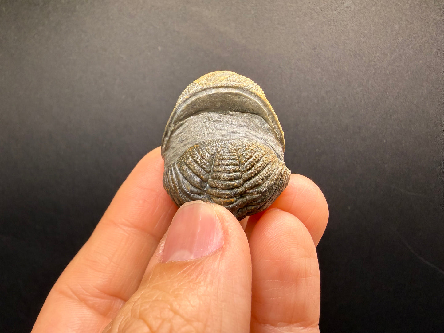 Enrolled Moroccops Trilobite
