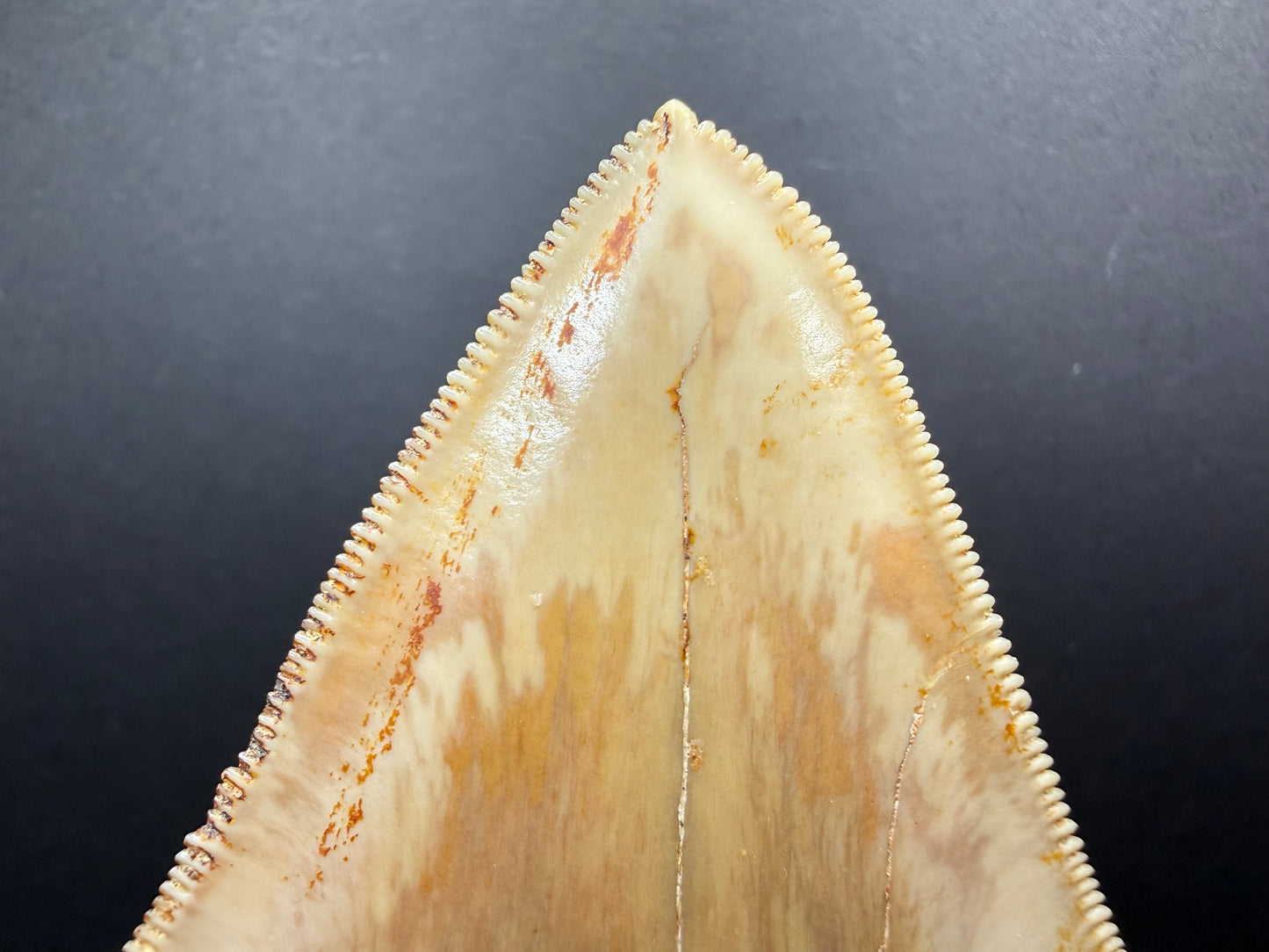 Megalodon Tooth