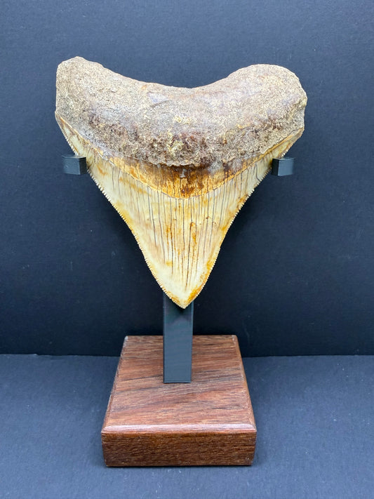 Megalodon Tooth