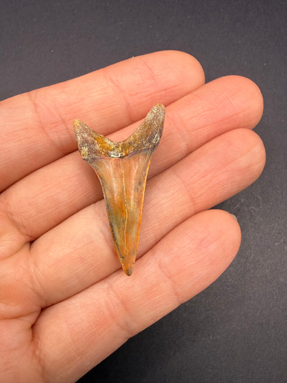 Hastalis Tooth