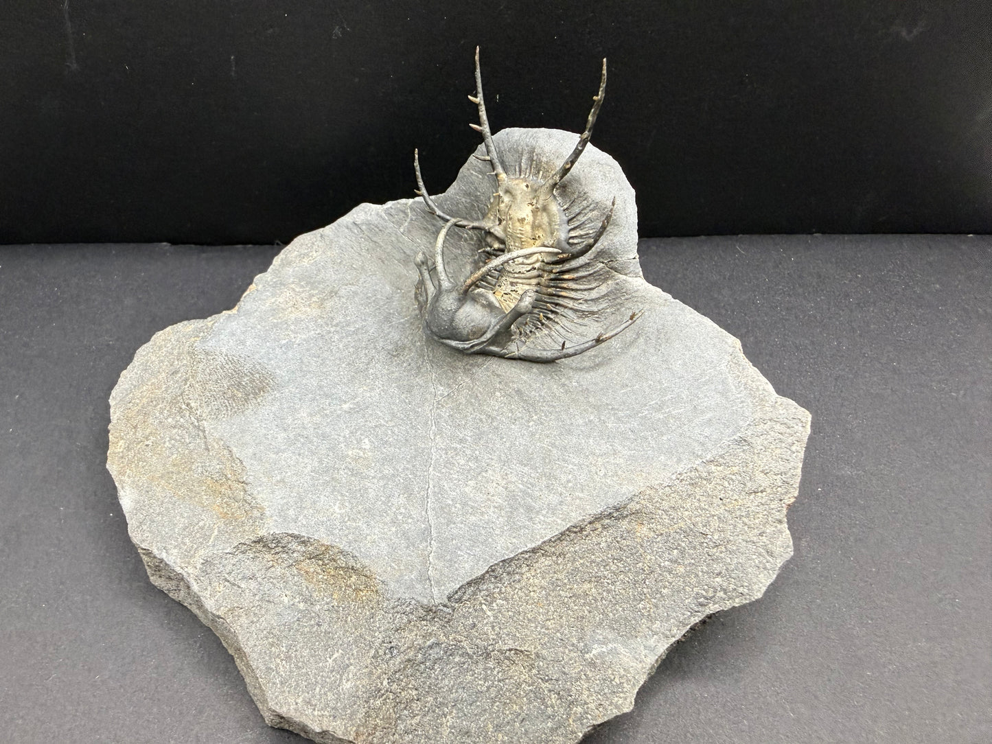 Ceratarges Trilobite
