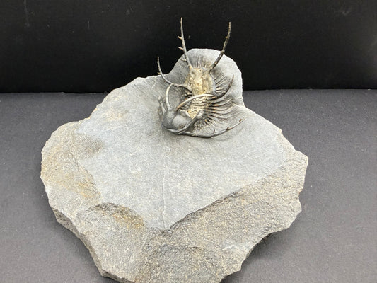 Ceratarges Trilobite