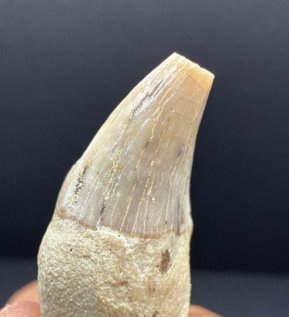 Dolphin Tooth