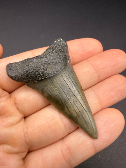 Hastalis Tooth