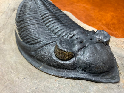 Zilchovaspis Trilobite