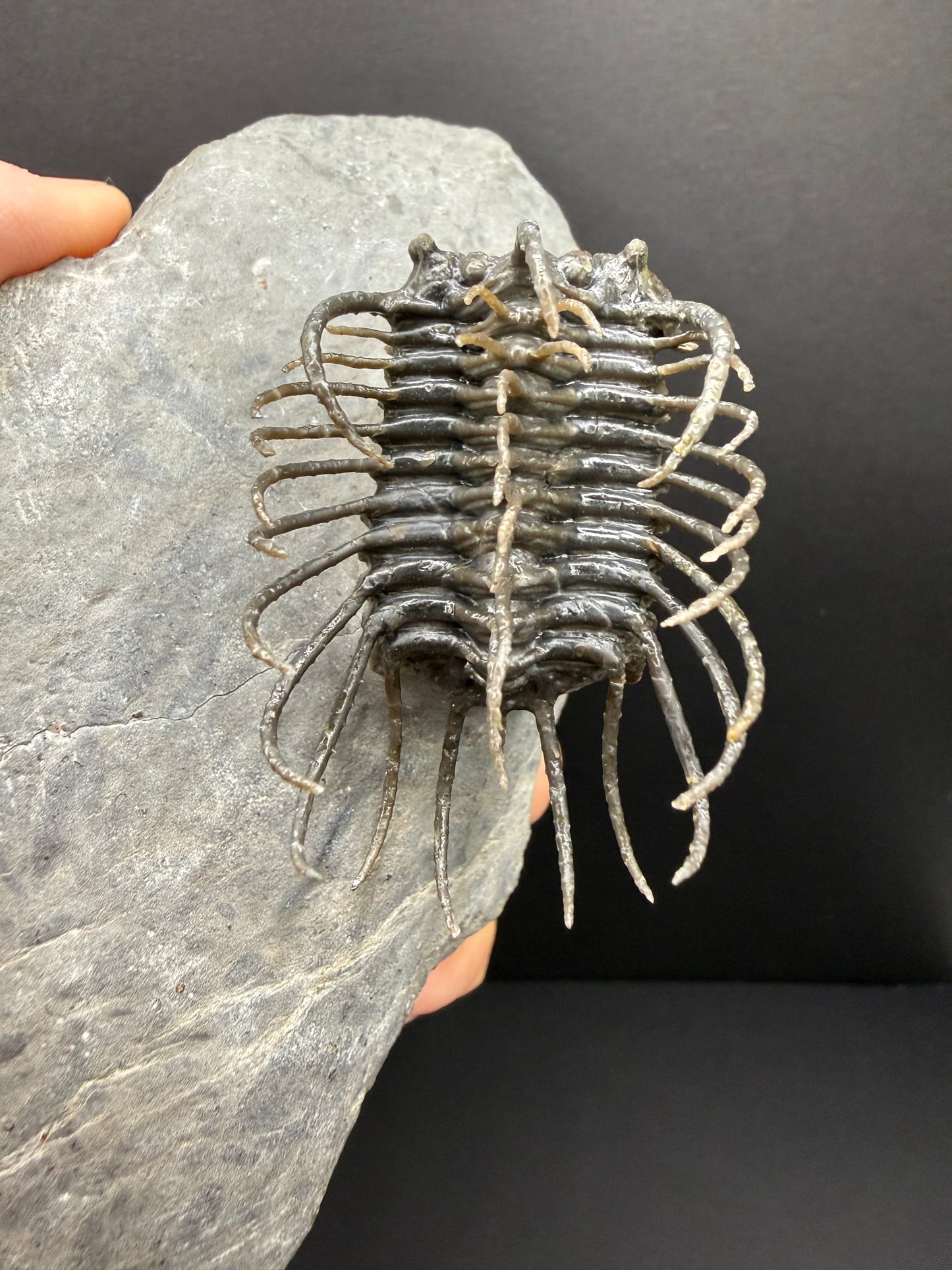 Koneprusia Trilobite