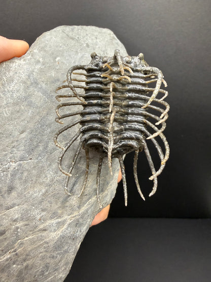 Koneprusia Trilobite