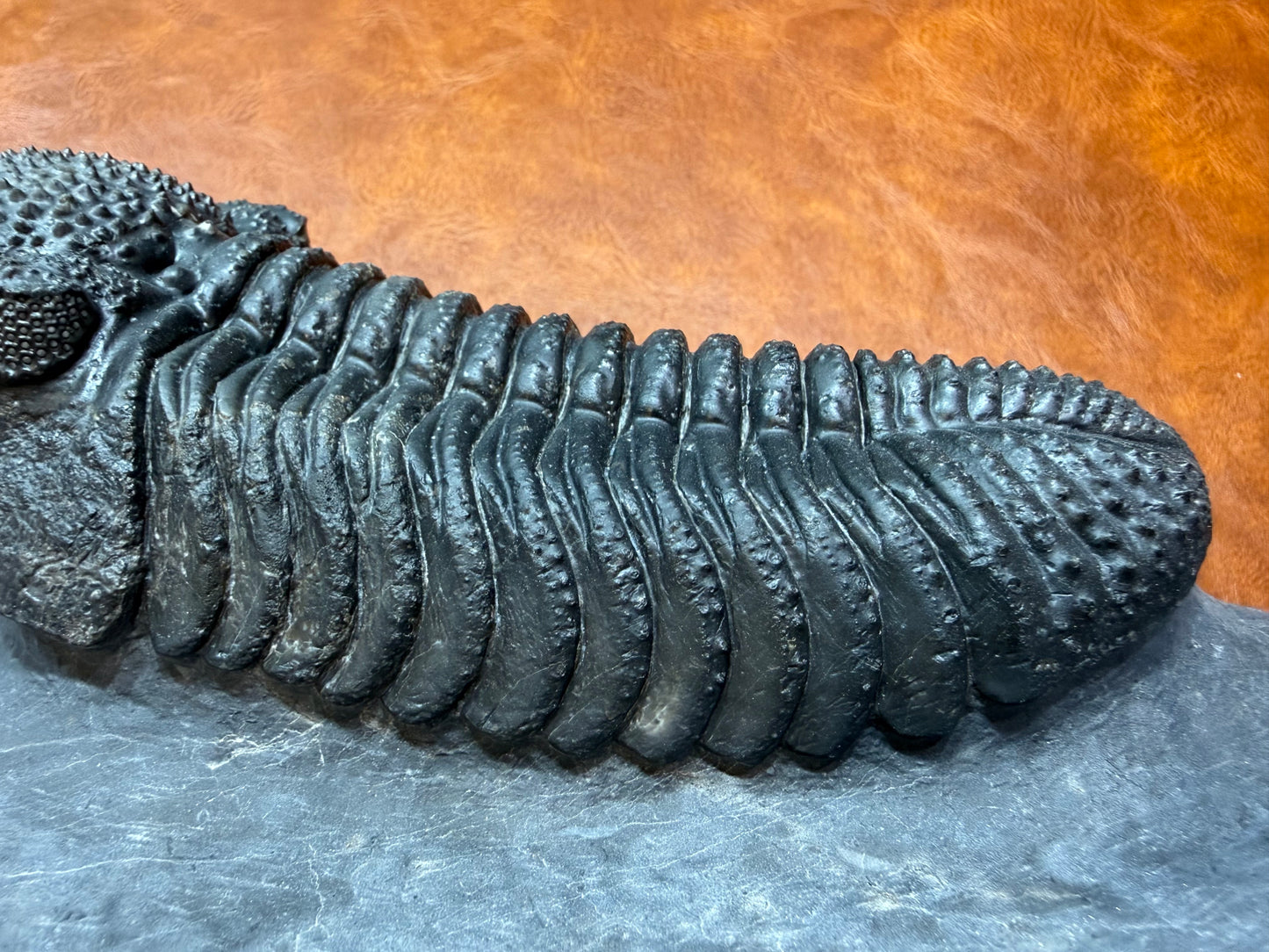 Drotops Trilobite