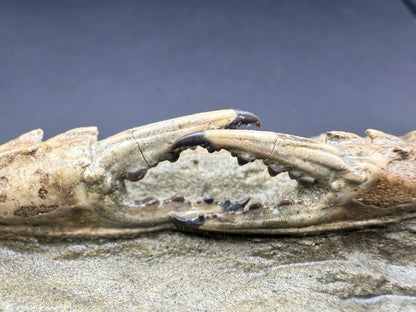 Charybdis Crab
